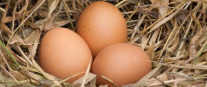 Come capire tutto delle uova dalle etichette