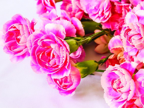  significato dei fiori: gardenia rosa