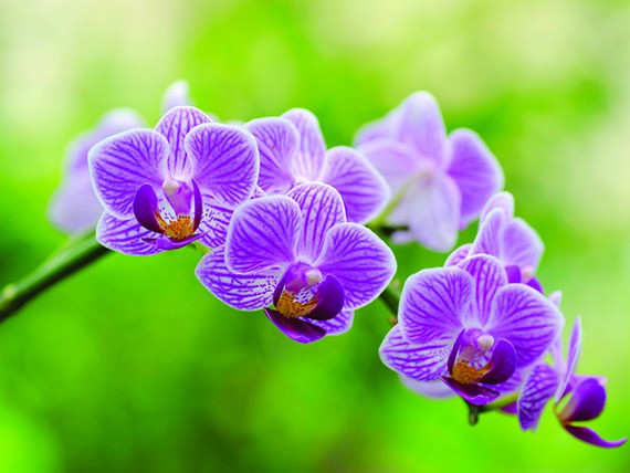 significato dei fiori: orchidea