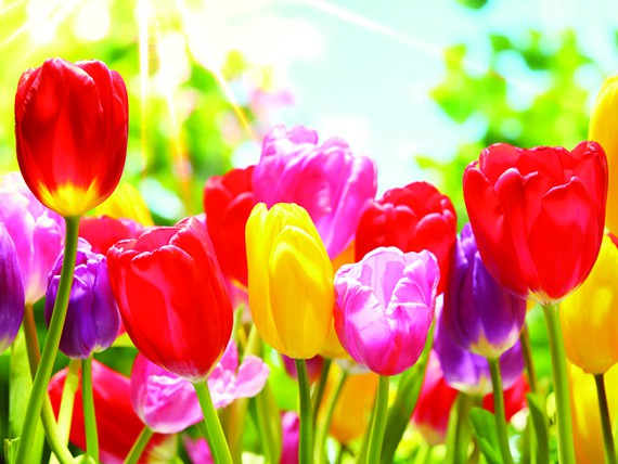 significato dei fiori: tulipano