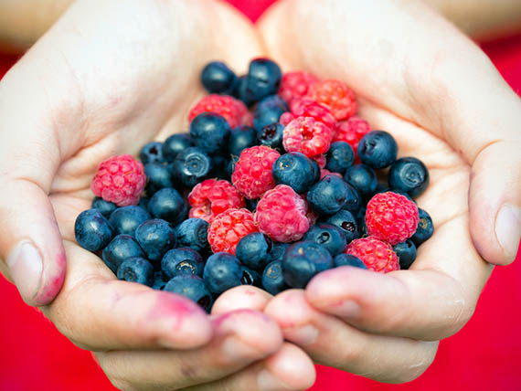 gp alimentazione