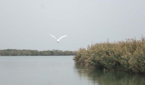 DELTA DEL PO PRINCIPALE