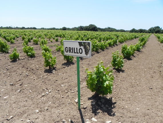 scopri i luoghi e i cibi tipici di Marsala e Mozia