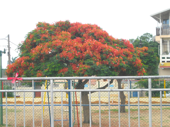 Mauritius uno