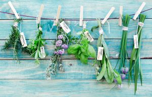 Come trapiantare le erbe aromatiche