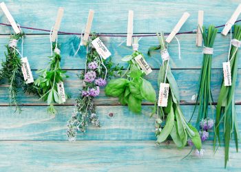 come trapiantare le erbe aromatiche nel proprio balcone