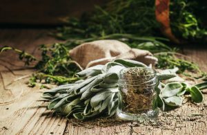 Salvia: proprietà, usi erboristici e ricette