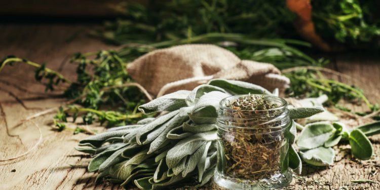 un mazzetto di salvia fresca su un tavolo con accanto un barattolino di salvia secca