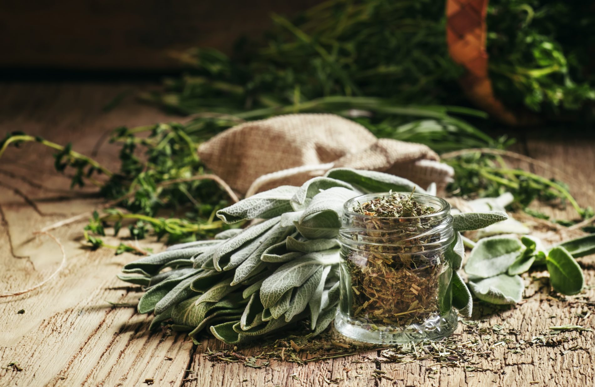 salvia: cos'è, benefici, proprietà e ricette di bellezza e cucina