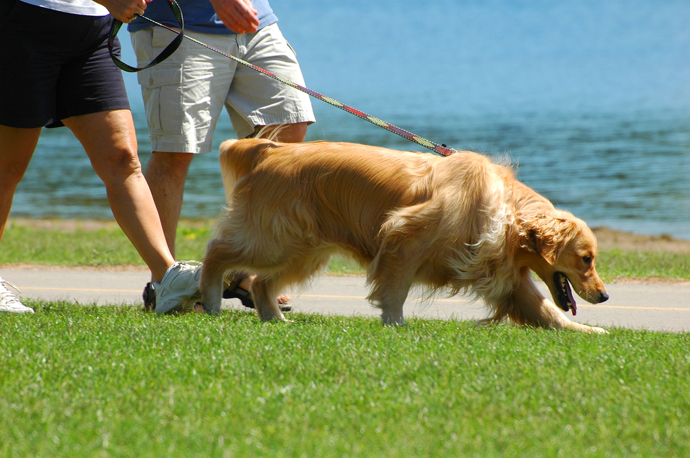 dimagrire camminando, porta con te il cane per bruciare più calorie