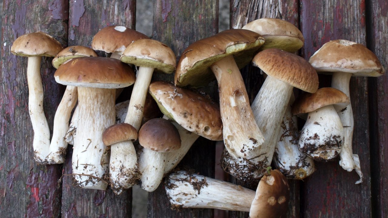 Funghi Varieta Benefici E Le Ricette Migliori Per Gustarli Melarossa