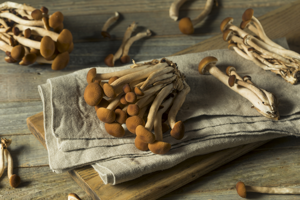 funghi cardoncelli