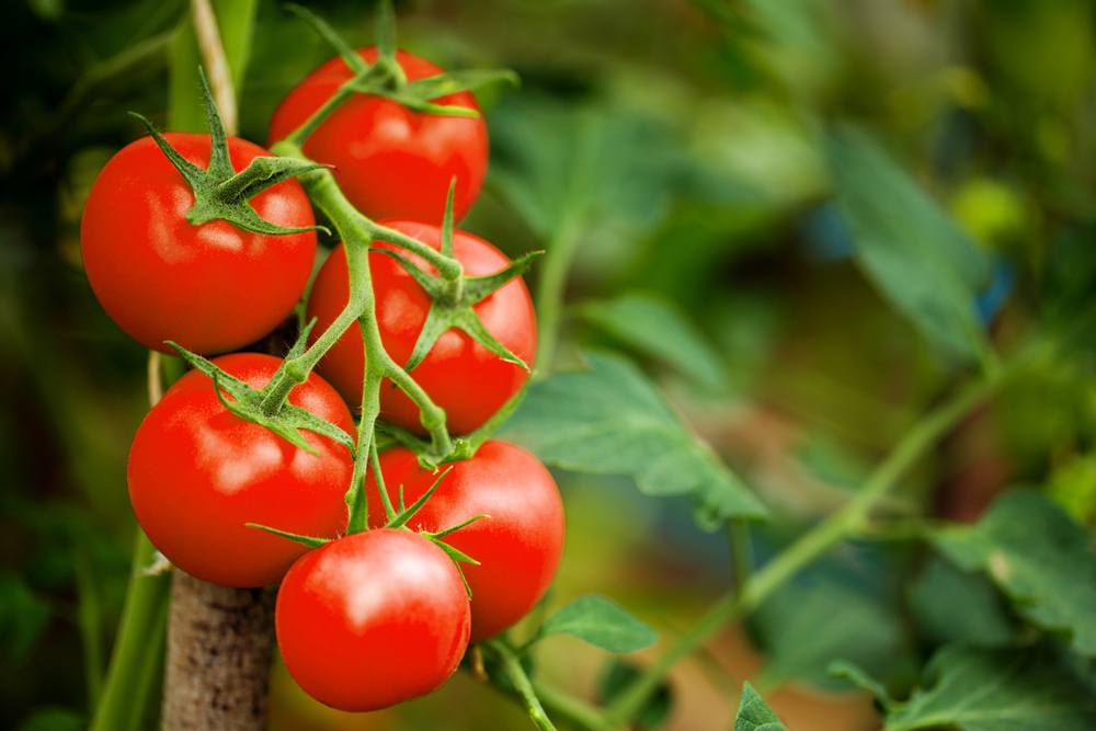carotenoidi, le proprietà benefiche
