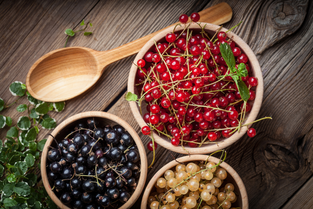 Le proprietà e i benefici dei ribes
