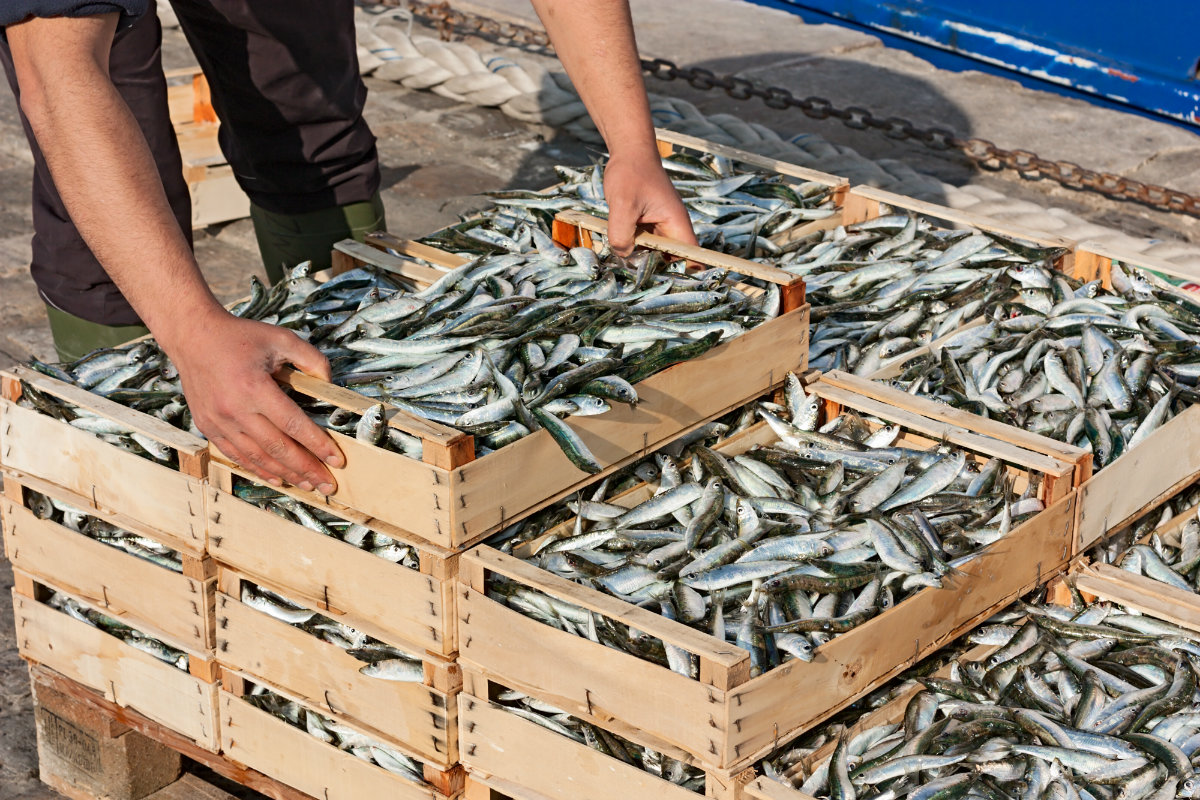 pesce, come comprarlo