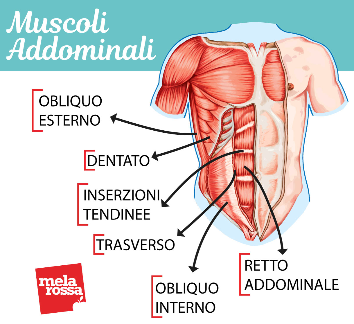 vacuum addominale: individuare il trasverso addominale