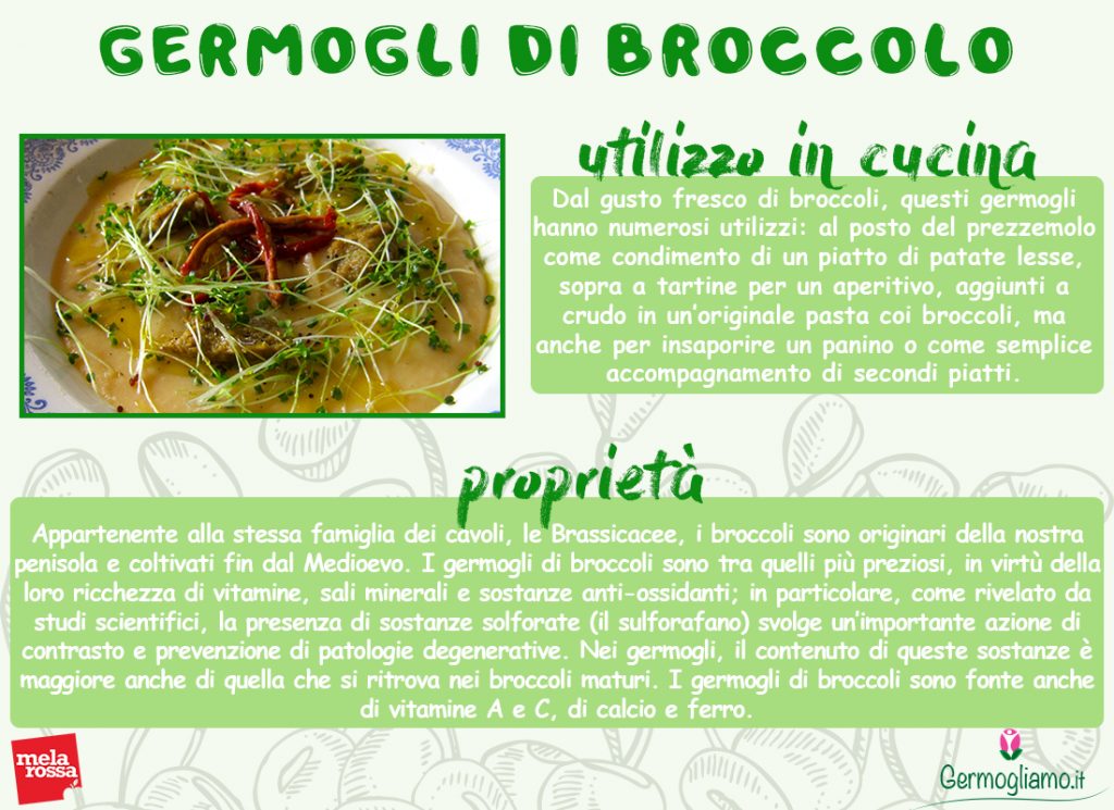 proprietà dei germogli di broccolo