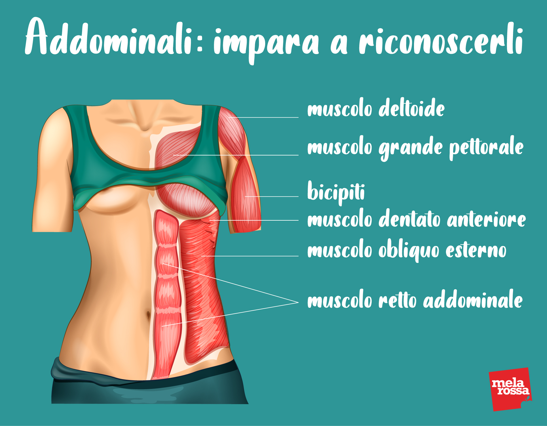 addominali: anatomia 