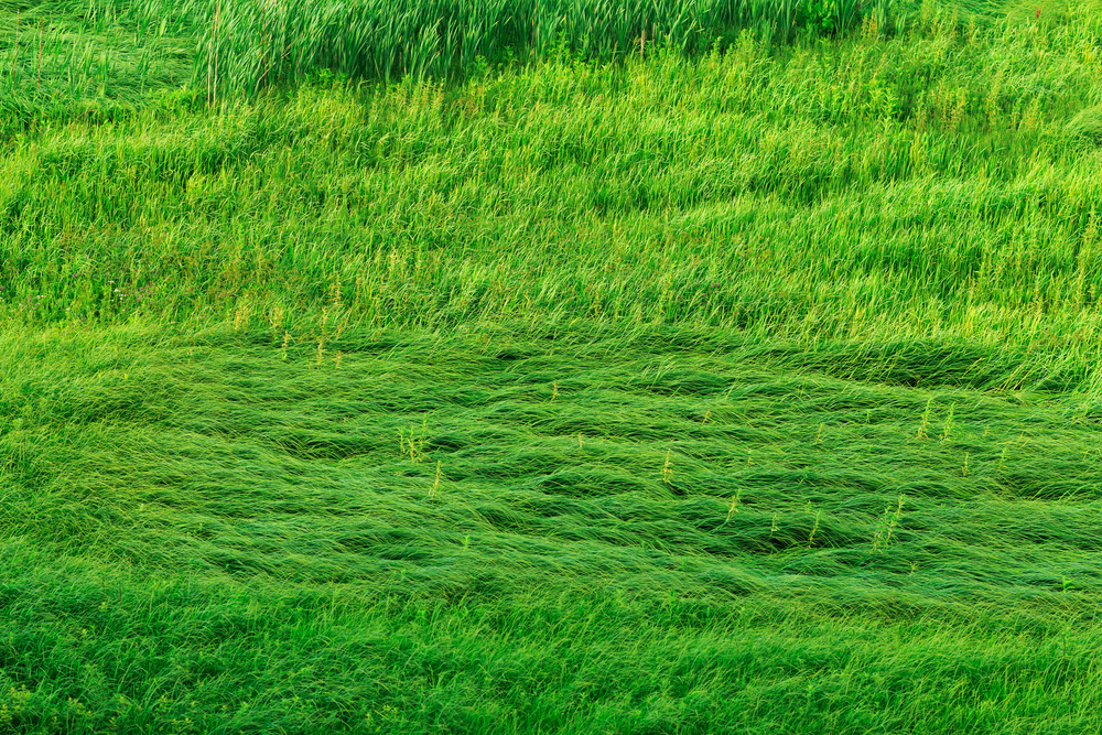 Gli odori contro lo stress: l'erba tagliata