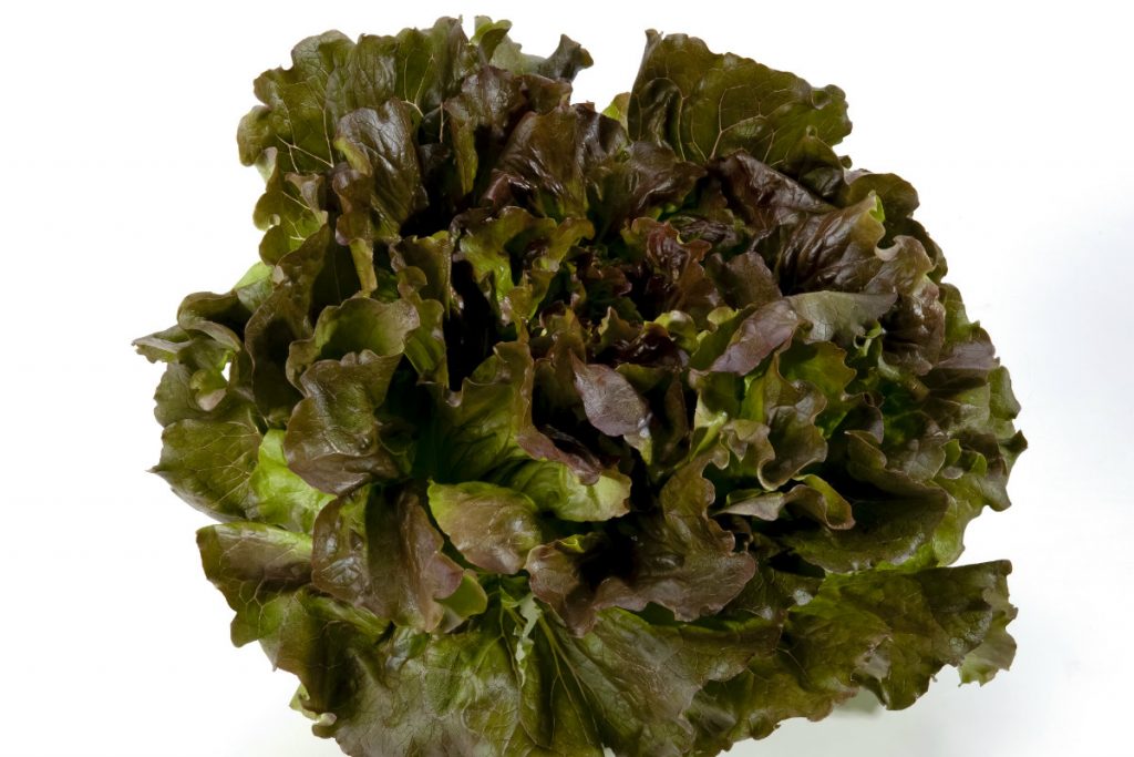 varietà di insalata