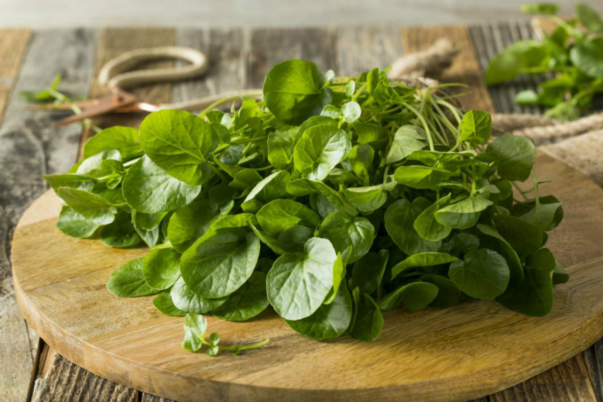  su tagliere crescione appena lavato pronto per preparare un'insalata