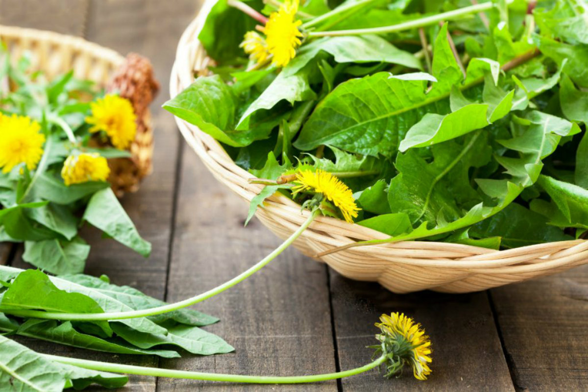 tipi di insalata, dente di leone