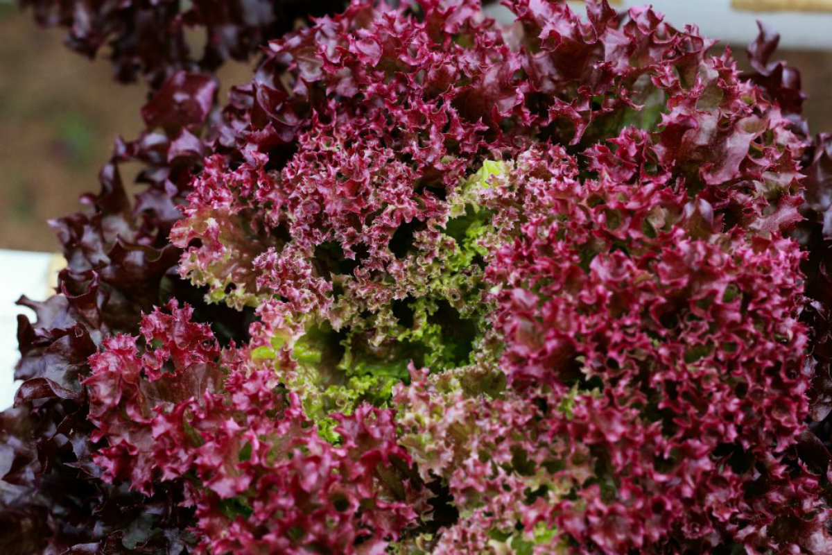 tipi di insalata, lollo rosa