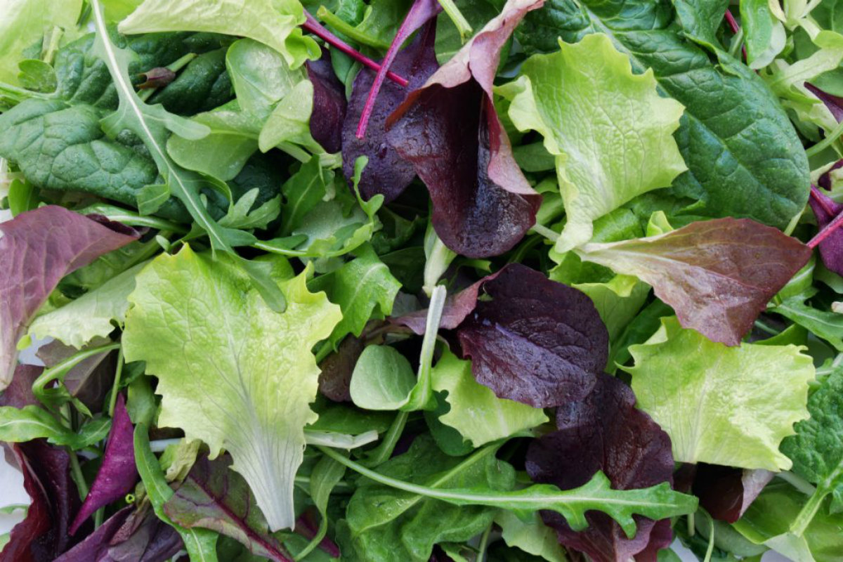 Tipi di insalata 15 varietà da mangiare senza limiti Melarossa