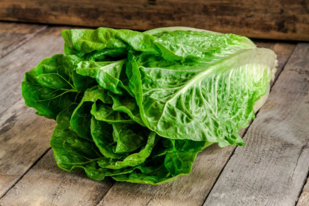 Tipi di insalata 15 varietà da mangiare senza limiti Melarossa