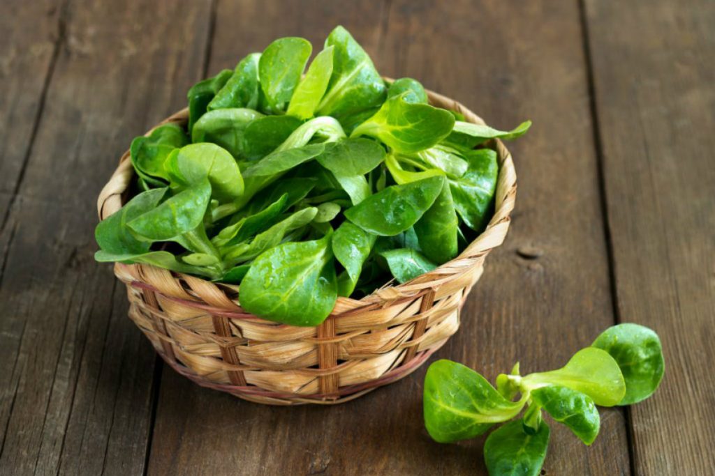 Tipi di insalata 15 varietà da mangiare senza limiti Melarossa