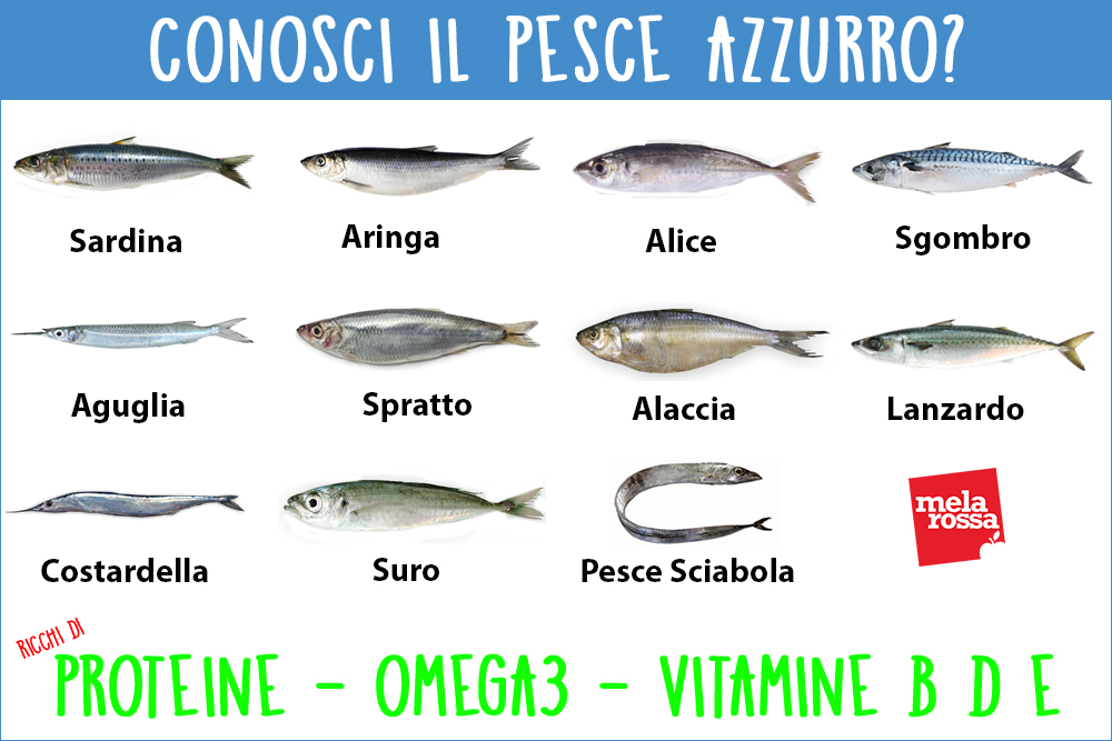 pesce azzurro