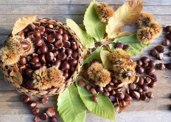 alcune castagne sparse su un tavolo con il riccio e senza