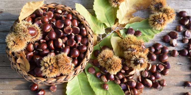 alcune castagne sparse su un tavolo con il riccio e senza