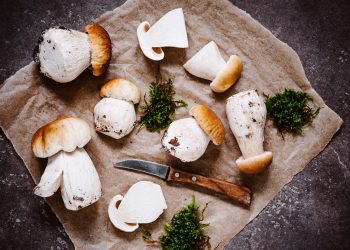 funghi: tipologie, raccolta, valori nutrizionali, benefici e le migliori ricette