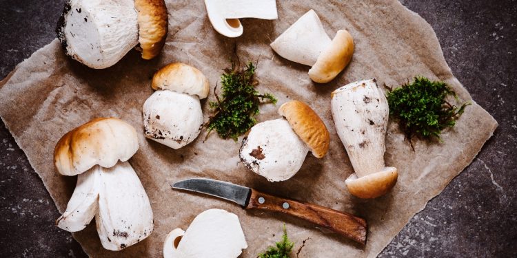 funghi: tipologie, raccolta, valori nutrizionali, benefici e le migliori ricette