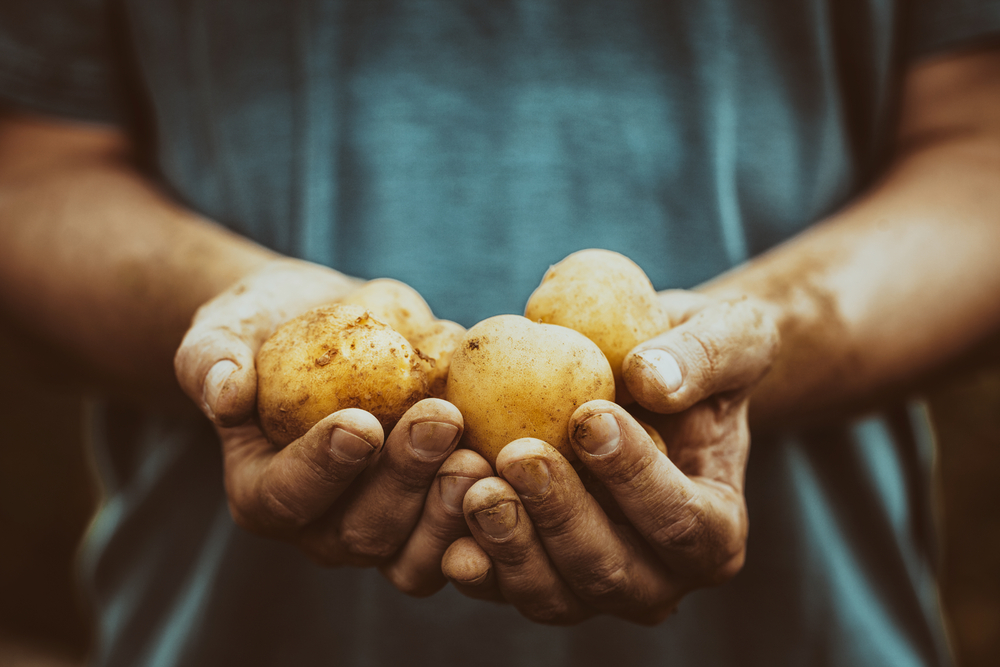 patate coltivazione
