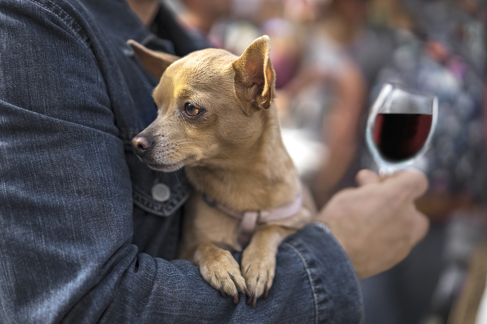 dieta e vino vanno d'accordo?