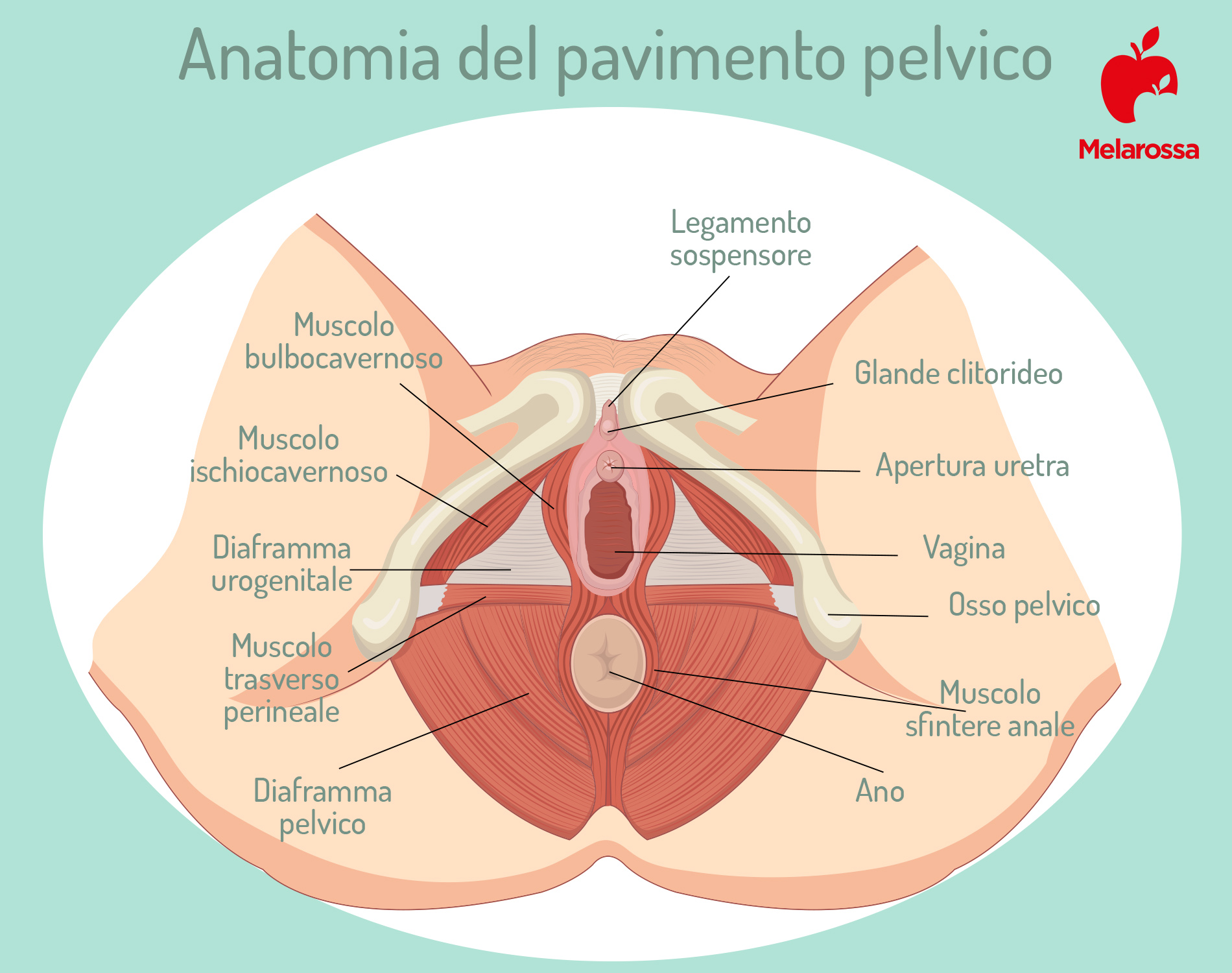 Esercizi di Kegel anatomia del pavimento pelvico