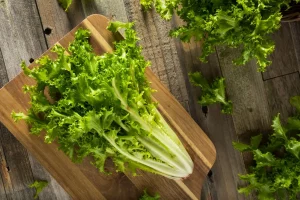 Indivia: proprietà, benefici e usi dell’insalata amara