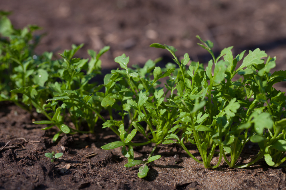 Rucola: caratteristiche, proprietà nutrizionali e benefici | Melarossa