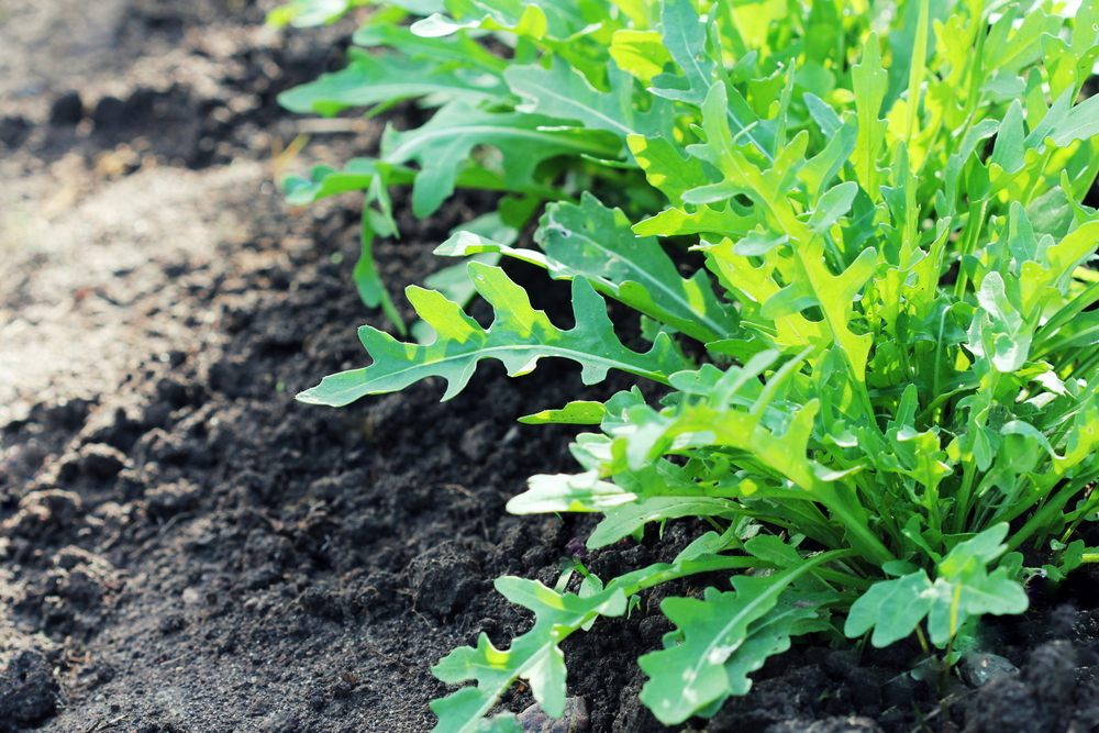 Rucola: caratteristiche, proprietà nutrizionali e benefici | Melarossa