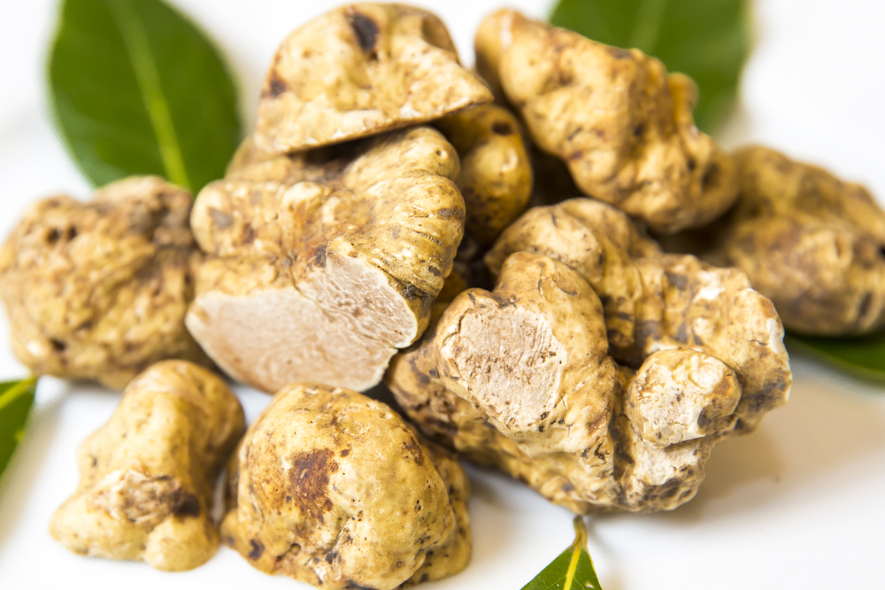 tartufo bianco