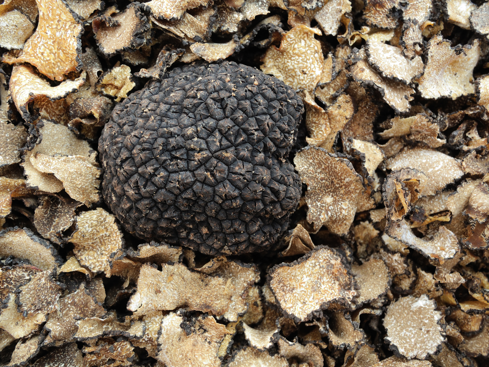 tartufo, la raccolta