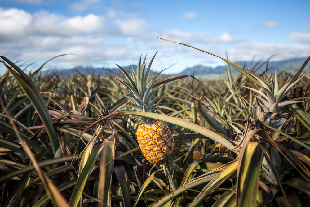 ananas storia