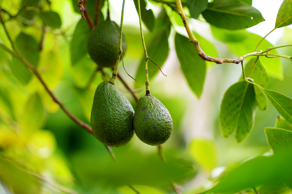 avocado, la pianta
