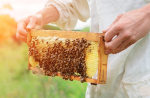 Api, “sentinelle” dell’ambiente, svelano glifosato e metalli pesanti negli orti in città