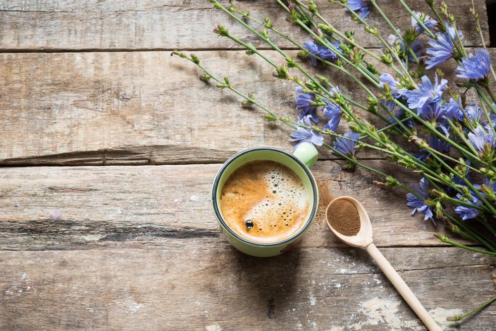 cicoria usi alternativi caffè