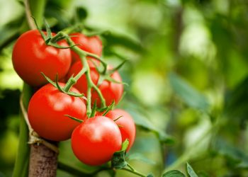pomodori contro il cancro