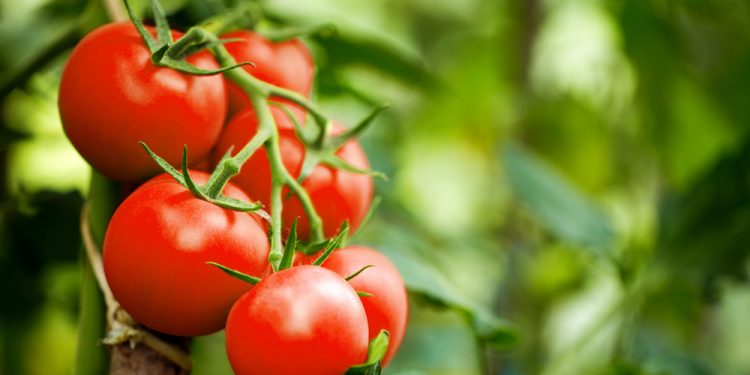 pomodori contro il cancro