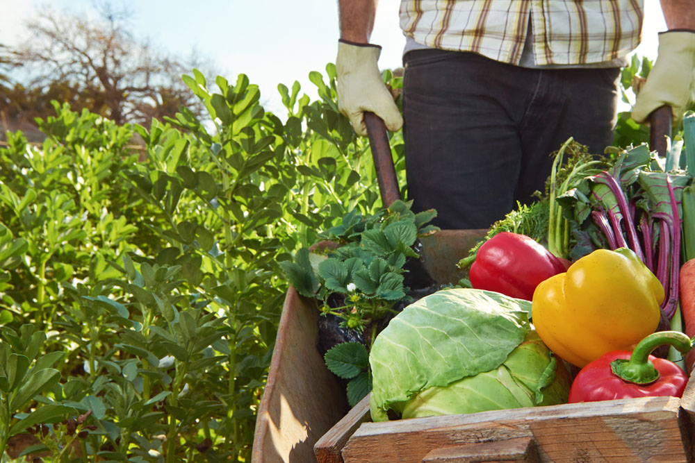 alimentazione biologica agricoltura principi